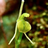 Liparis scaposa.orchidaceae.endémique Réunion..jpeg